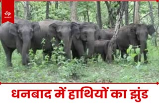 Elephants Herd in Dhanbad