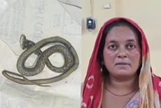 Snake: રાજકોટમાં મહિલાને સાપ કરડતા પરિવારજનો મરેલો સાપ હોસ્પિટલે લઈને આવ્યા