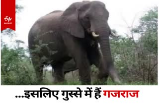 Elephants in Jharkhand