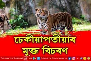 Tiger Terror at Kaliabor