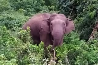 madhyamik-candidate-dies-in-elephant-attack-on-way-to-examination-center