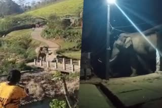 wild elephant padayappa attack  padayappa  padayappa attack in munnar  wild elephant attck in idukki  arikomban  wild animal attack  latest news in idukki  latest news today  മൂന്നാറില്‍ വീണ്ടും പടയപ്പയുടെ ആക്രമണം  പടയപ്പ  പടയപ്പ എന്ന കാട്ടാന  ഇടുക്കിയില്‍ കാട്ടാനയുടെ ആക്രമണം  അരികൊമ്പന്‍  പെരിയാര്‍ വന്യ ജീവി സങ്കേതം  ഇടുക്കി ഏറ്റവും പുതിയ വാര്‍ത്ത  ഇന്നത്തെ പ്രധാന വാര്‍ത്ത