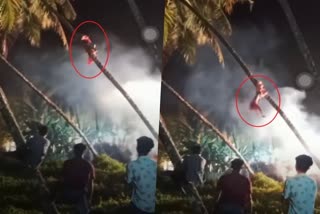 Bappiriyan Theyyam felt to ground  Bappiriyan Theyyam felt to ground while climbing  Bappiriyan Theyyam felt viral video  Bappiriyan Theyyam  Theyyam felt to ground while climbs into tree  തെങ്ങിൽ കയറി ഇറങ്ങുന്നതിനിടെ  ബപ്പിരിയന്‍ തെയ്യം താഴേക്ക്  ബപ്പിരിയന്‍ തെയ്യം താഴെ വീണു  ബപ്പിരിയന്‍ തെയ്യം  തെയ്യം തെങ്ങിൽ കയറി തിരിച്ചിറങ്ങുന്നു  കണ്ണൂർ അഴീക്കോട്  തെങ്ങിൽ കയറി തെയ്യം