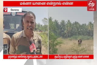 Animal Protection Society President Muruganantham has explained about the Magna elephant