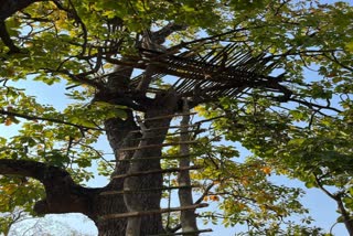 Tadoba Abhayarany