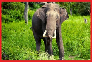 Elephants in Jharkhand: