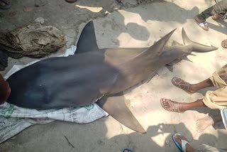 Shark Recovered in Piyali River