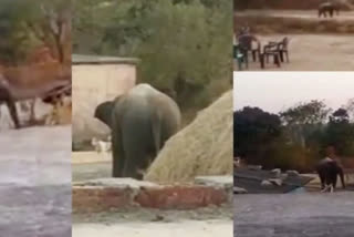JHARKHAND GOVERNMENT ORDERED TO TRANQUILIZE RAMPAGING ELEPHANT