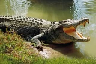 crocodile attack woman