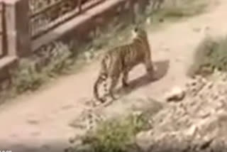 Tigress T84 Movement in Ranthambore Ganesh Mandir, passing changed for devotees