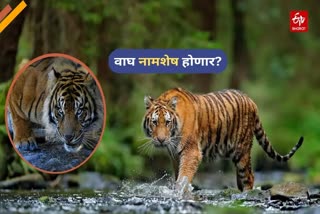 Tiger Deaths In India