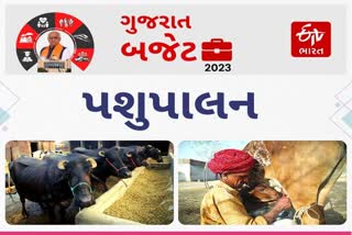 Gujarat Budget 2023 : પશુપાલકો માટે 1153 કરોડનું મહત્વનું બજેટ, તમને શું મળ્યું જૂઓ