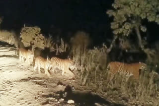 Four Tigers Roam In Adilabad District
