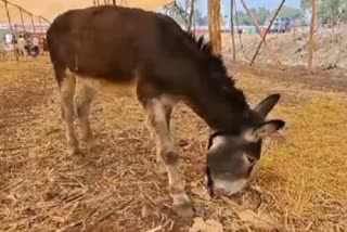 Countrys first donkey show in Kolhapur