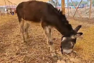 donkey exhibition