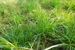 benefits of napier grass