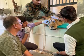 Lion Riaz cataract operation