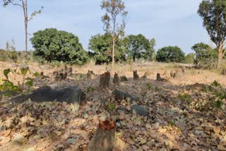 unknown people cut down many Sal trees in Khunti