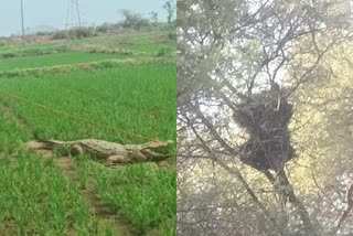 Crocodile Bear In Karnataka Villages