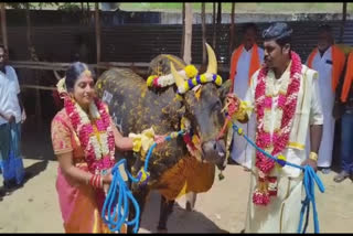 பாரம்பரியத்தை காக்க கால்நடை கண்காட்சி- புதுகையில் தம்பதியினர் முயற்சி