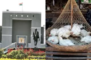 Gujarat High Court News : ગેરકાયદેસર કતલખાના મામલે સુનાવણી, સરકાર અને દુકાનદારોને મીંટિંગ કરી રિપોર્ટ સોંપવા આદેશ