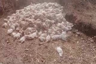 Effect of bird flu in Giridih hundreds of chickens died