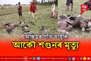 Vulture death at Dhakuakhana