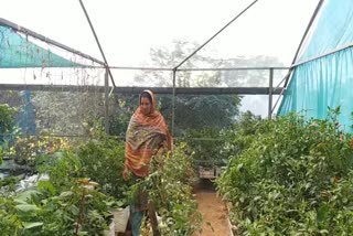 Ayishakrishi  vegetable nursery in kannur  മട്ടുപ്പാവിലൊരു പച്ചക്കറി നഴ്‌സറി  ആയിഷയെന്ന വീട്ടമ്മയുടെ വിജയകഥ  പച്ചക്കറി ചെടികളുടെ നഴ്‌സറിയൊരുക്കി ആയിഷ  പച്ചക്കറി നഴ്‌സറി  kannur news updates  latest news in kannur  agricultural news updates