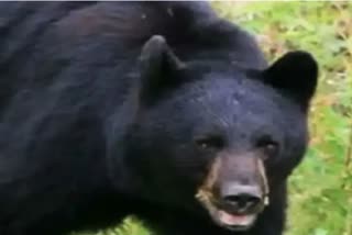 three man seriously injured after bear attack