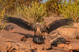 Vultures survey in Karnataka