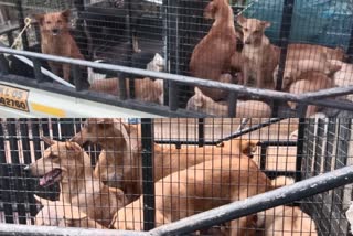 പേപ്പട്ടിശല്യം പ്രതിരോധ നടപടി  Stray dog catching in Panachikkad in Kottayam  പനച്ചിക്കാട് പഞ്ചായത്ത്  തെരുവ് നായ ശല്യം രൂക്ഷം  തെരുവ് നായകളെ പിടികൂടി