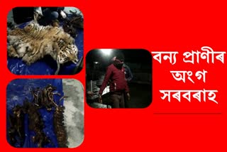 one arrested with animal parts at Sadia