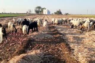 Onion Farmers Ire in Rajkot : ડુંગળીએ ખેડૂતોને રડાવ્યા, પોષણક્ષમ ભાવ નહીં મળતા તૈયાર મોલને પશુઓ માટે ખુલ્લો મૂક્યો