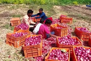 maharashtra farmer onion