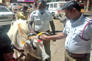 மாடுகளின் கொம்பில் ஒளிரும் ஸ்டிக்கர்கள்