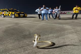 cobra rescued from Bhubaneswar