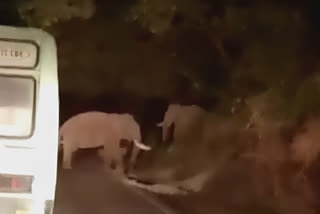 Wild elephants fought on Aliyar Valparai road