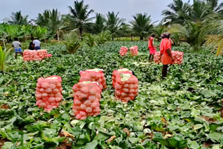 Farmers have suffered loss due to not getting proper price for cabbage