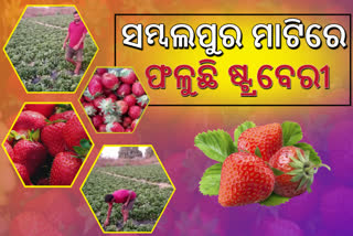 ସମ୍ବଲପୁର ମାଟିରେ ଷ୍ଟ୍ରବେରୀ ଚାଷ