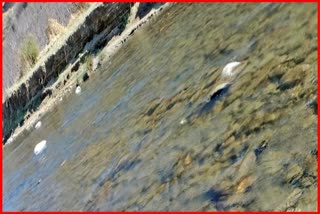 Dead body found in Pabbar river in Rohru