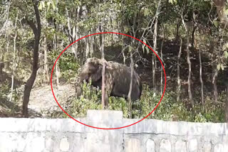 Haridwar Elephant Injured
