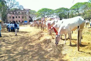 haveri cattle market