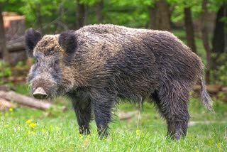 Woman fights wild boar