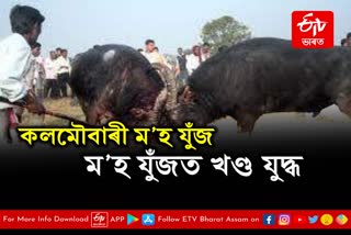 Two groups clash over Morigaon buffalo fights