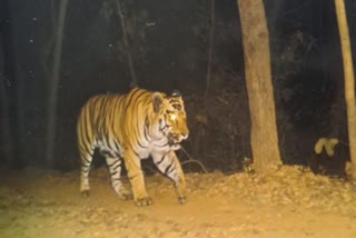 Chhattisgarh  tiger