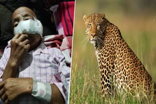 fight with leopard ETV Bharat