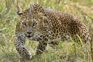 leopard seen in gwalior