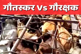 Cattle Smuggling in Mewat