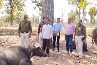 Smuggling of buffaloes in Janakpur