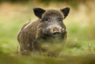 Wild boar